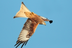 Red kite flying upside down by David Tolliday
