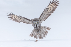 Great Grey Owl hunting by Conor Molloy