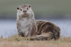 Otter by David Tolliday