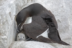 Razorbill and Chick. by David Tolliday