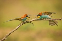 Beeeater attack
