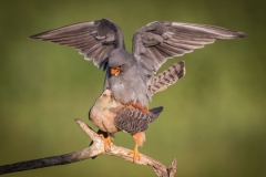 Mating Falcons