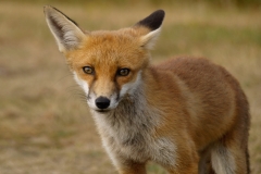 fox lrps
