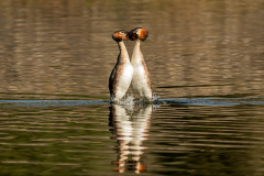 Great Crested Grebe weed dance - Jeff Dakin  - 18 points