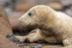 Grey seal pup - Jeff Dakin  - 18 points