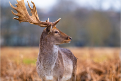 Majestic - Fallow Deer Buck - Martin Pickles  - 19 points