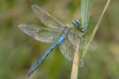 Male Emperor Dragonfly - Steve Gresty  - 19 points