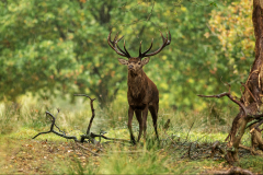 Stag in the rain - Jeff Dakin  - 20 points