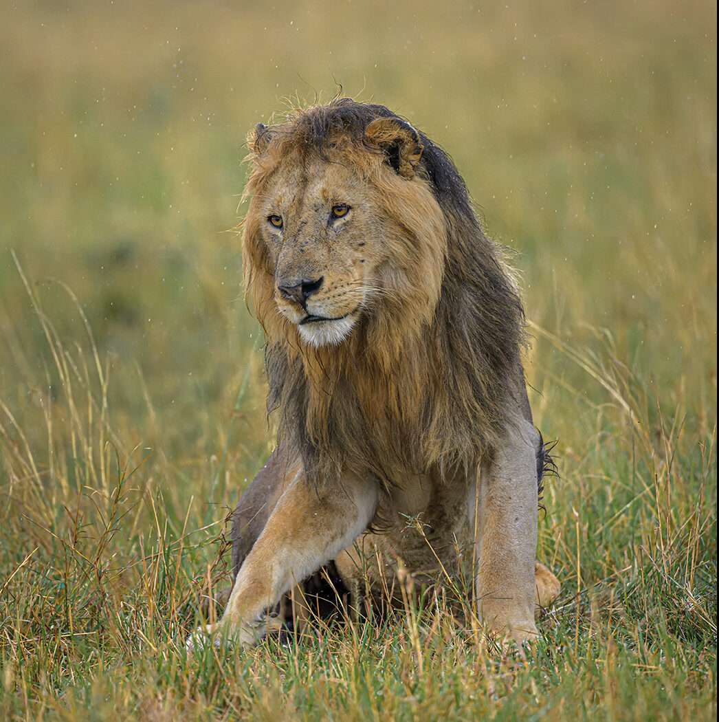 Masai Mara Lion in the Rain by Steve Gresty