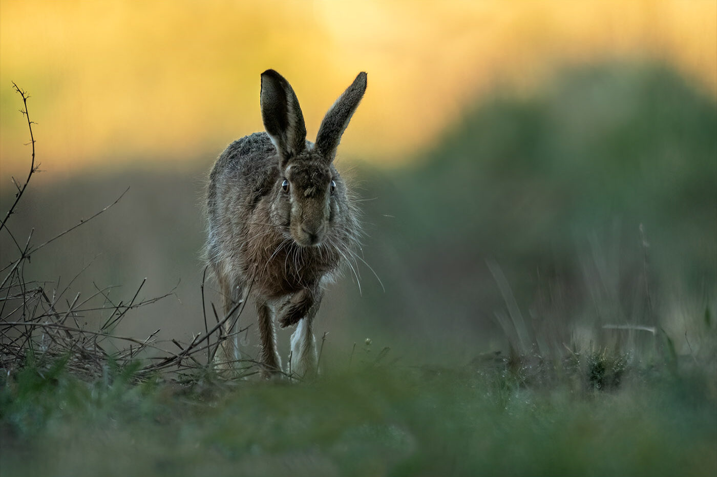 Brown Hare Sunrise by Jeff Dakin