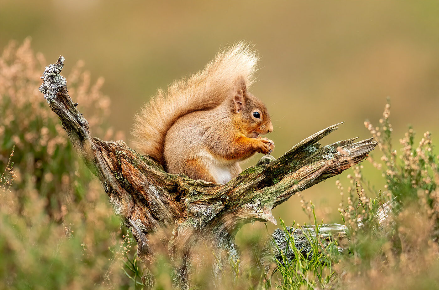 Red Squirrel. The Perfect Nut by Jeff Dakin