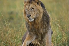 Masai Mara Lion in the Rain by Steve Gresty