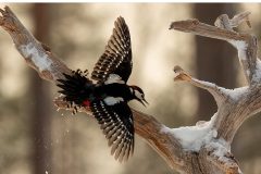 Squabbling Woodpecker by Kevin Blake