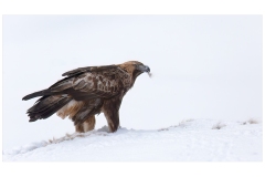 Golden Eagle by Kevin Blake