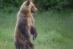 Honey Coloured Grizzly - Khutzeymateen Inlet by Steve Gresty