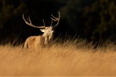 Derbyshire Rutting Stag by Jeff Dakin