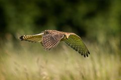 Female Kestrel Hunting by Jeff Dakin