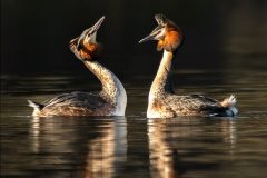 Great Crested Grebe Courtship by Jeff Dakin
