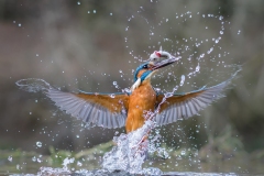 Kingfishers Love Fish by Steve Gresty