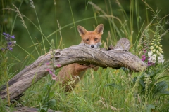 Peek-a-boo Fox by Steve Gresty