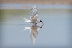 Arctic Tern, Skimming by Jeff Dakin  - VHC