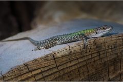 Basking Lizard by Kevin Blake  - VHC