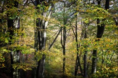 Beech-Cathedral by Martin Pickles - C