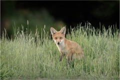 Fox cub venturing out by Jeff Dakin - HC