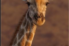 Giraffe by Kevin Blake - VHC