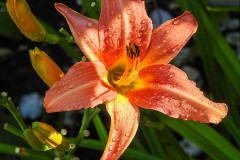 Lilly after Rain by Roy Dickinson - C