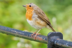 Robin on a Rusty Railing by Sarah Cattermole  - C