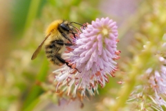 Sweet Nectar by Sarah Cattermole - HC