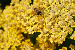 Tones of Yellow by Sarah Cattermole - C