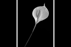 Peace Lily