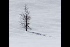 Larch Tree in Winter
