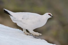 Ptarmigan - Steve Gresty - 18 points