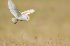 Barn Owl over field of gold - Steve Gresty - 19 points