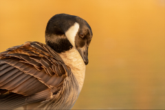 Canada Goose evening sun - Jeff Dakin - 19 points