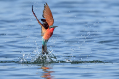 Carmine Bee eater after a  quick-dip - Steve Gresty - 20 points