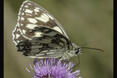 Marbled White - Tom Tyler - 18 points