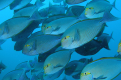 Tropical Fish - Brian Corfield - 19 points