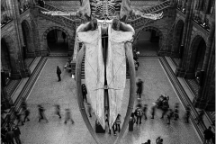 Natural History Museum by Martin Pickles