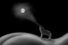 Howling at the Moon by Steve Gresty