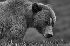 Grizzly Look by Steve Gresty