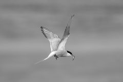 Artic Tern with Sand Eel by Jeff Dakin