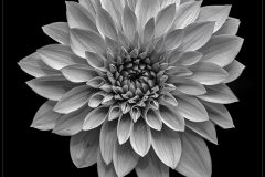 Dahlia by Kevin Blake