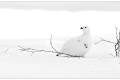 Willow Grouse by Kevin Blake