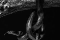Snake Knot by Irene Lea