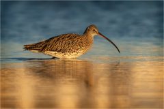 Wading Curlew by Jeff Dakin - VHC
