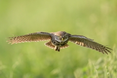 Little Owl In Flight